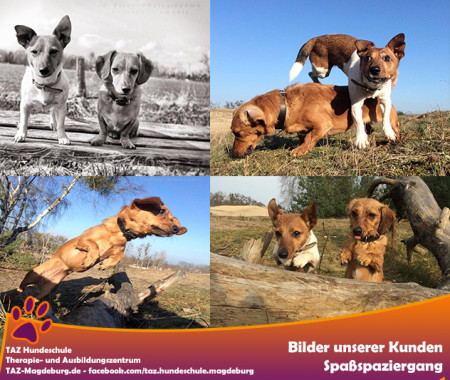 Hundeschule Magdeburg-Schwaneberg