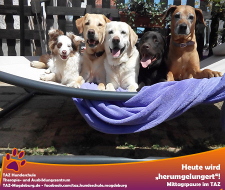 Therapiehunde Magdeburg
