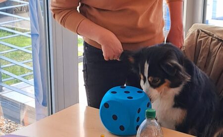 Schulehund Magdeburg Eisleben Goslar