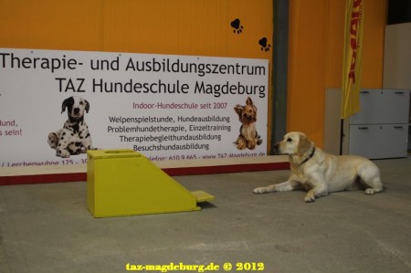 Nero liegt vor der Flyball-Kiste ab