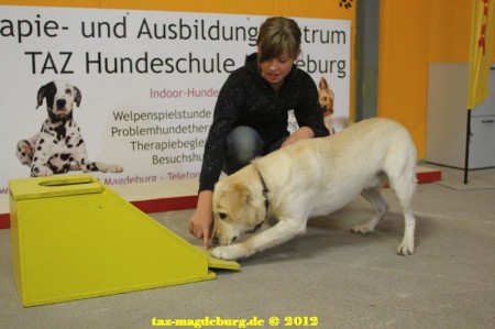 Hund setzt das Kommando um