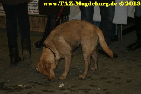 Spendenaktion für Romy-Aktion im TAZ